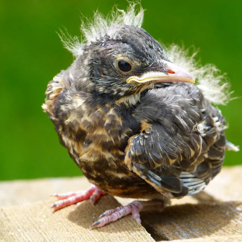 Fledgling bird