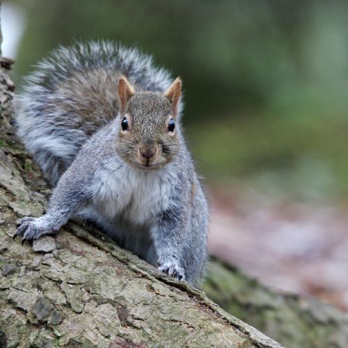 Squirrel on tree