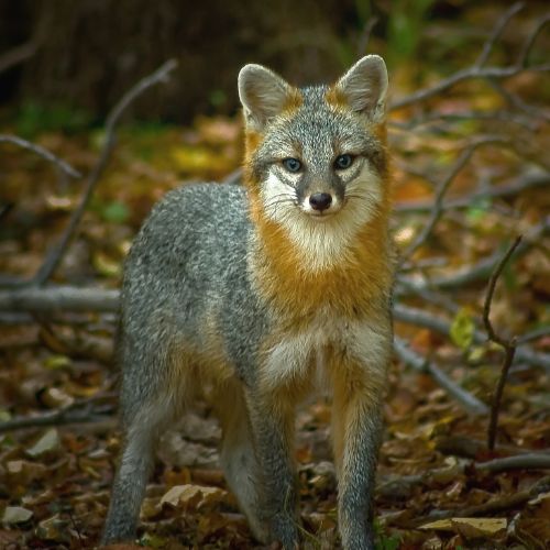 Gray fox in forest