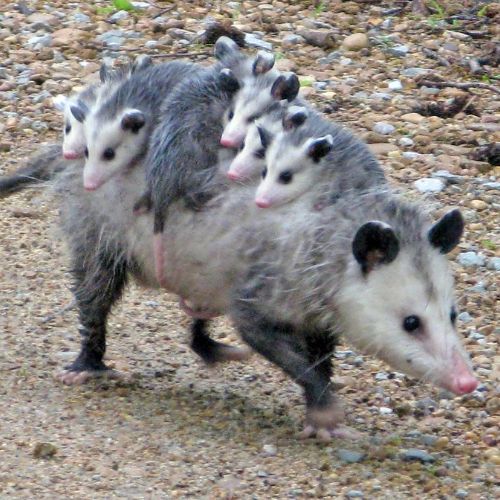 Opposum with babies