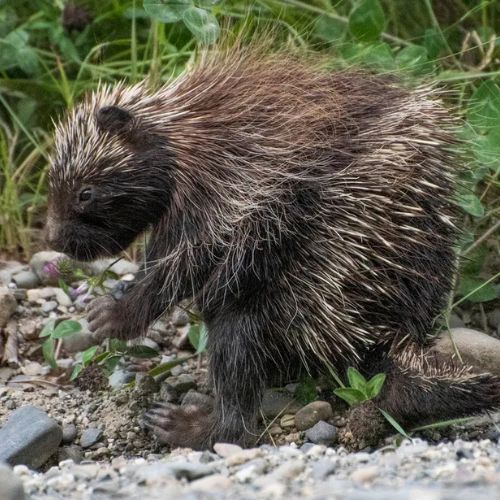 Porcupine on grass