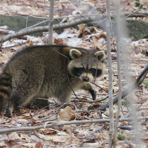 Raccoon in woods